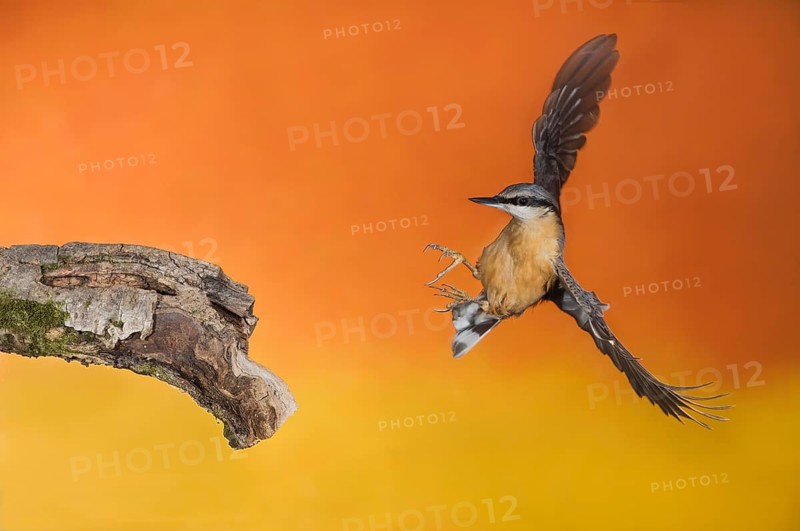 Eurasian Nuthatch (Sitta europaea) landing on a branch, Aosta Valley, Italy