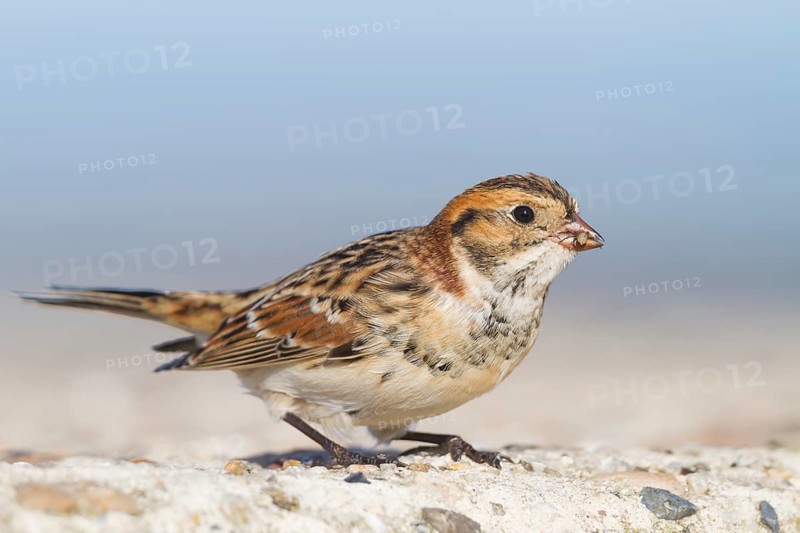 Lapland Longspur - Spornammer - Calcarius lapponicus ssp. lapponicus, Germany