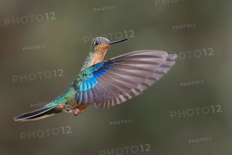 Great Saphirewing (Pterophanes cyanopterus) flying while feeding at a flower in the Andes Mountains in Ecuador