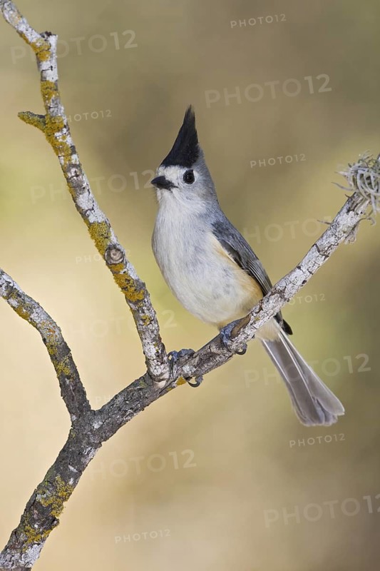 Black-crested Titmouse (Baeolophus atricristatus), Texas, USA
