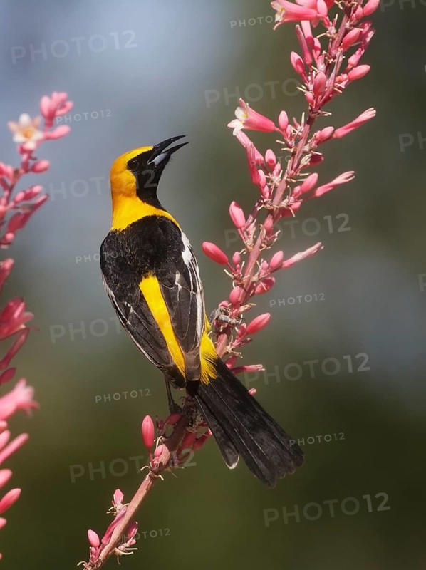 Hooded Oriole (Icterus cucullatus) male perched on Red Yucca flower (Hesperaloe parviflora), Arizona, USA