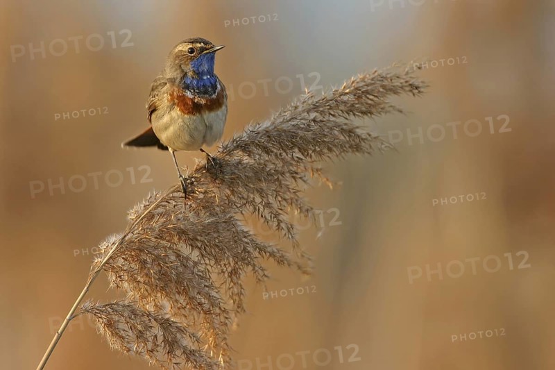Bluethroat (Luscinia svecica cyanecula), Rhineland-Palatinate, Germany