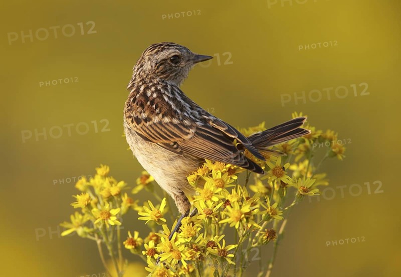 Whinchat (Saxicola rubetra) juvenile, Mecklenburg-Western, Pomerania, Germany