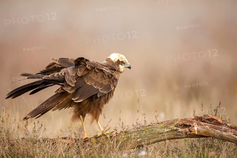 Western Marsh Harrier (Circus aeruginosus) female, Castile-La Mancha, Spain