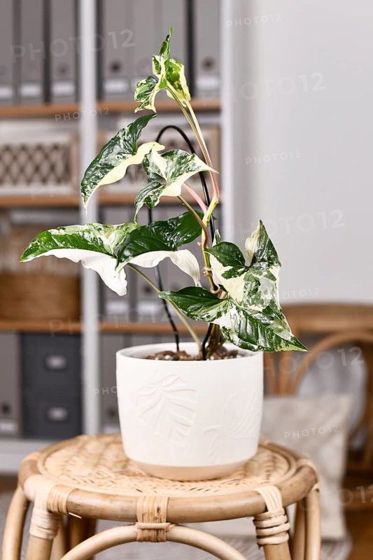 Potted exotic 'Syngonium Podophyllum Variegata' houseplant with white spots on table in boho style living room