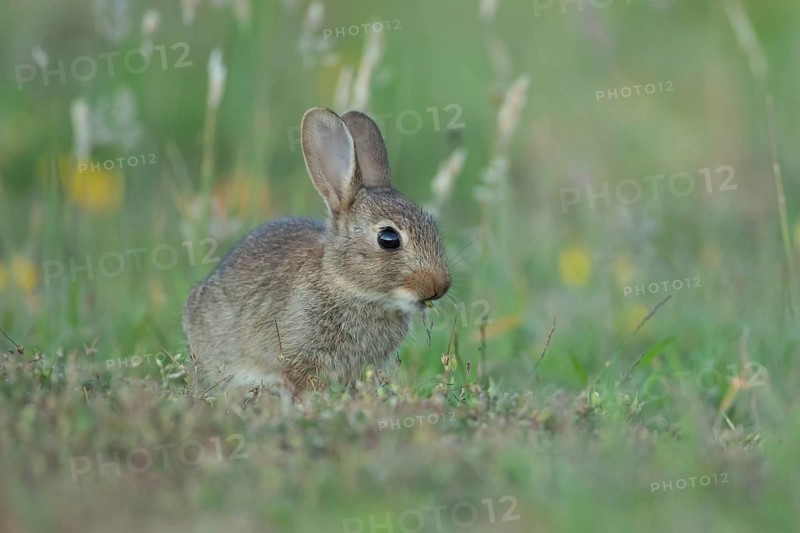 Rabbit (Oryctolagus cuniculus) juvenile baby bunny animal feeding in grassland in summer, Suffolk, England, United Kingdom