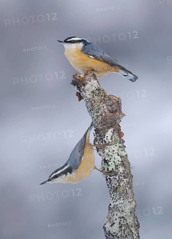 Red-breasted Nuthatch (Sitta canadensis), Alaska, USA