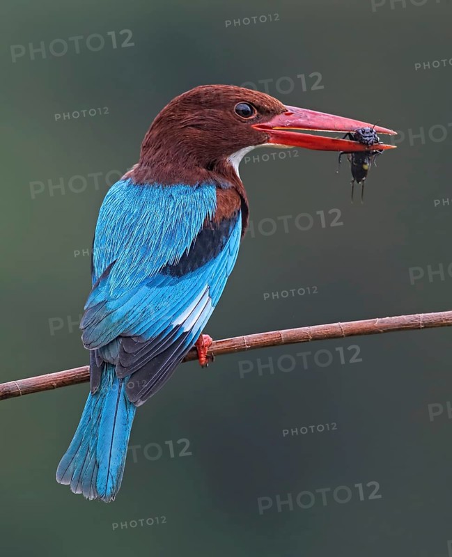 White-throated Kingfisher (Halcyon smyrnensis) perched on a branch with insect in beak, Penang, Malaysia