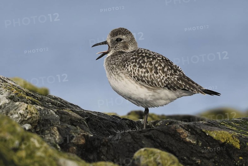 Grey Plover (Pluvialis squatarola), British Columbia, Canada