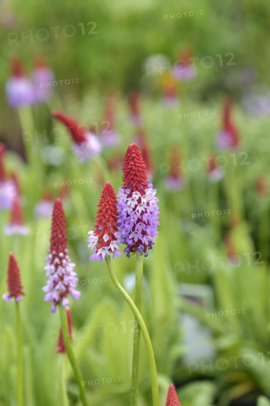Orchid primrose (Primula vialii), Otter Nurseries, Ottershaw, England, Great Britain