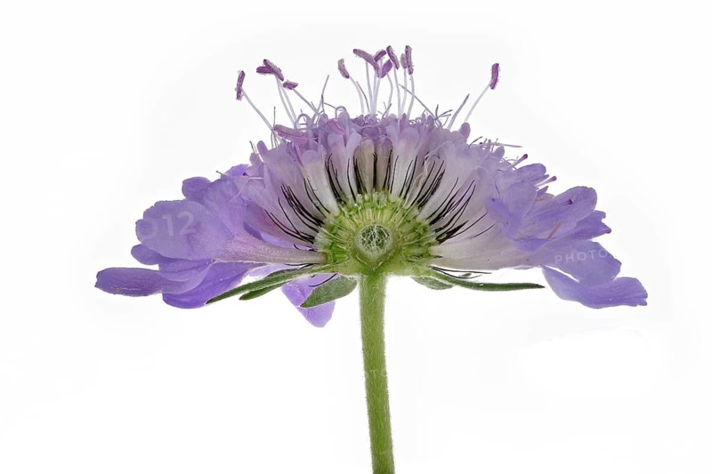 Pigeon Scabiosa (Scabiosa columbaria), pigeonweed, flower cut open, Germany