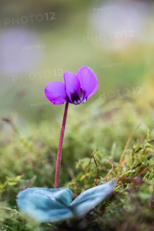 Vorfrühls-Cyclamen.Cyclamen coum), Emsland, Lower Saxony, Germany
