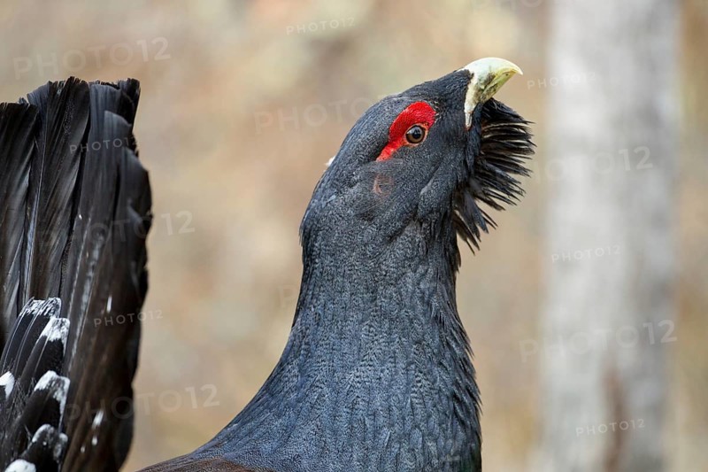Western Capercaillie (Tetrao urogallus) male, Nizhegorodskaya, Russia