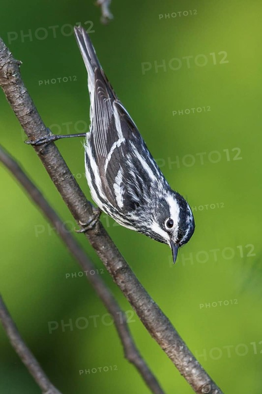 Black-and-White Warbler (Mniotilta varia) perched on a branch in southern Ontario, Canada