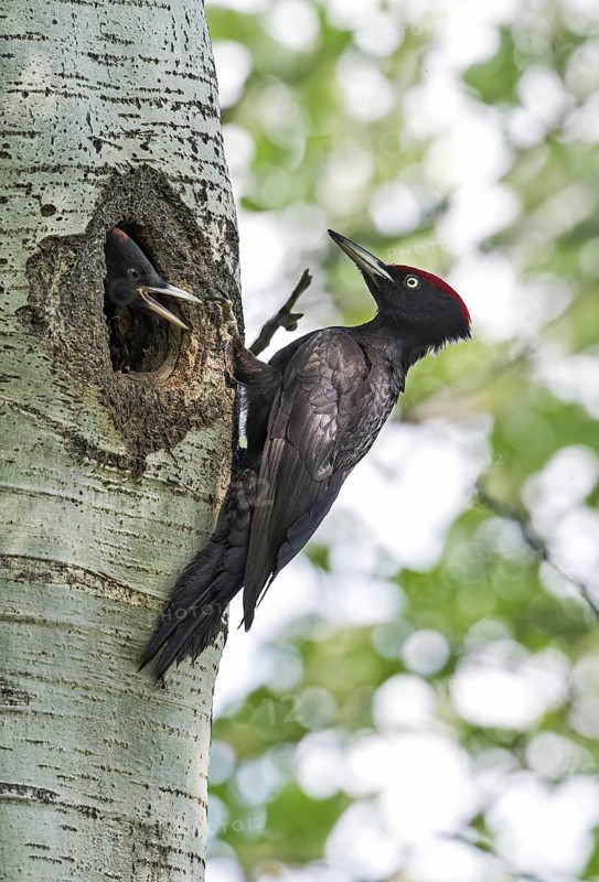 Black Woodpecker (Dryocopus martius) male at nest cavity with juvenile, Aosta Valley, Italy