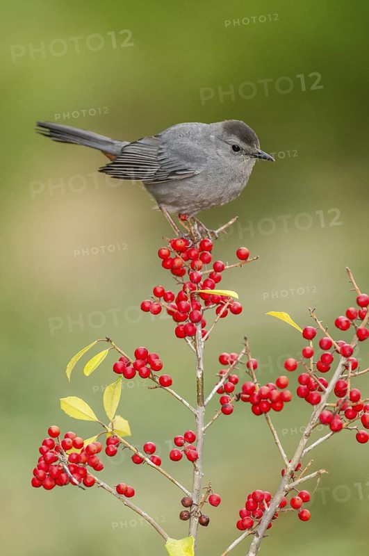 Grey Catbird (Dumetella carolinensis) perched on a branch, Texas, USA