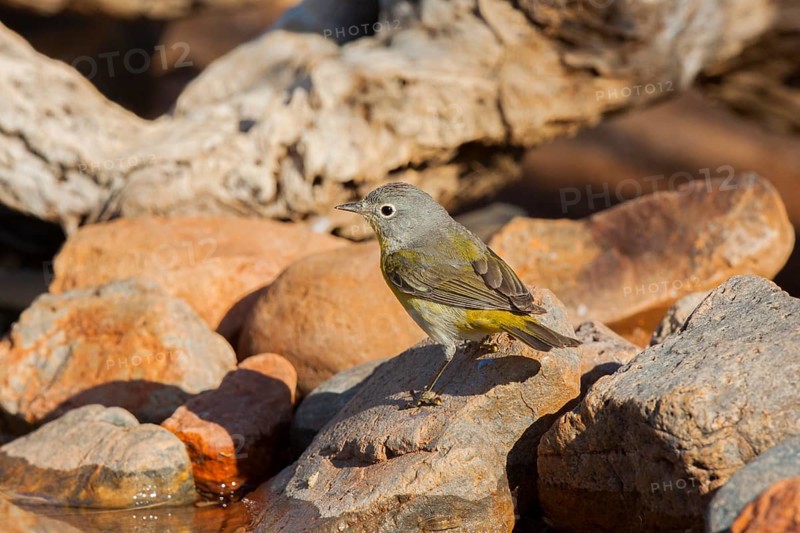 Nashville Warbler Vermivora ruficapilla Amado, Santa Cruz County, Arizona, United States 16 April Adult Parulidae