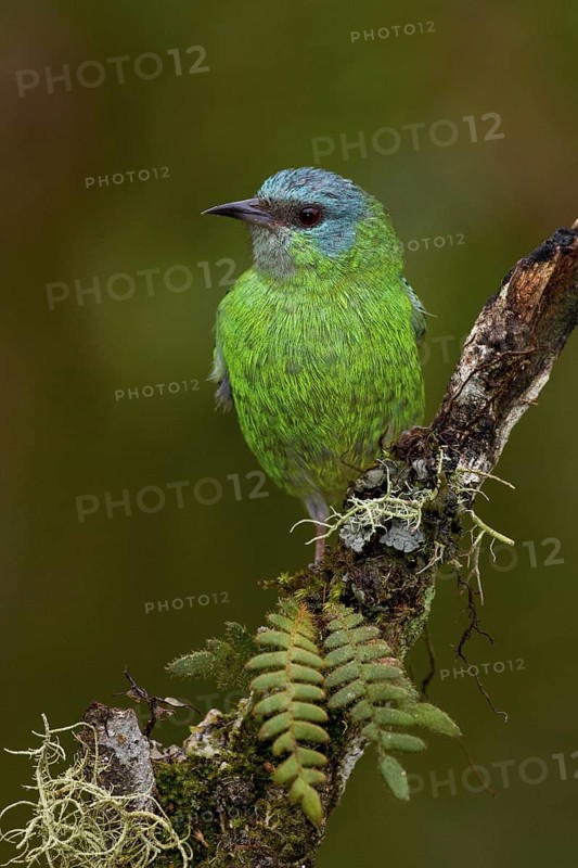 Blue Dacnis (Dacnis cayana) female, Sao, Paulo, Brazil