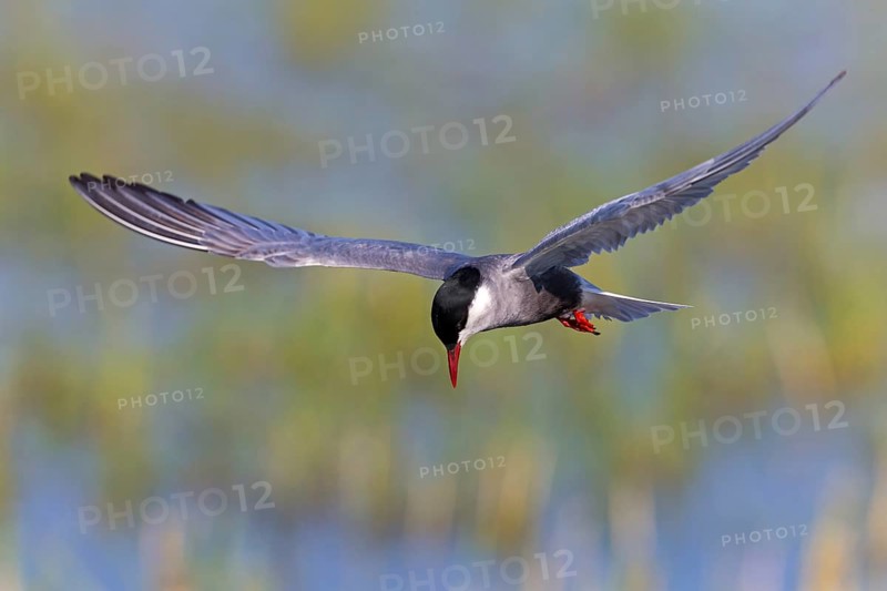 White-bearded Tern, (Chlidonias hybridus, Chlidonias hybrida, family of terns, flight, biotope, habitat, foraging, prey, dive, hunting fish, Lake Neusiedl, Illmitz, Burgenland, Austria