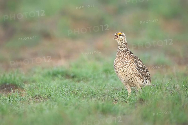 Sharp-tailed Grouse (Tympanuchus phasianellus) calling on a meadow, Colorado, USA