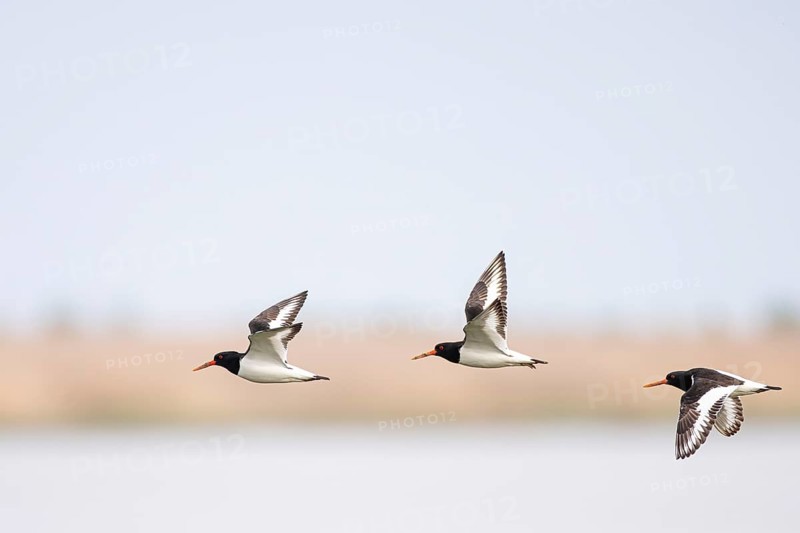 Oystercatcher (Haematopus ostralegus), small flock flying over lake landscape, Virkkula, Liminganlahti, Northern Ostrobothnia, Finland