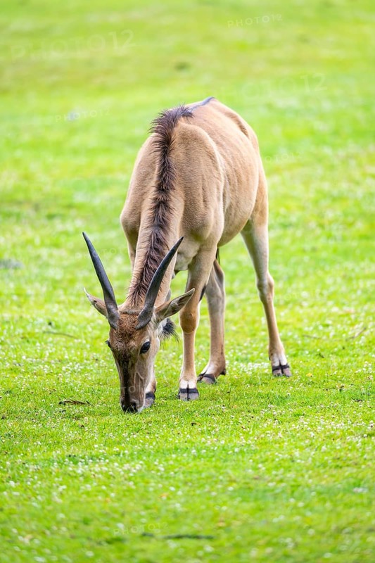 Common eland (Taurotragus oryx) female on a meadow, Bavaria, Germany