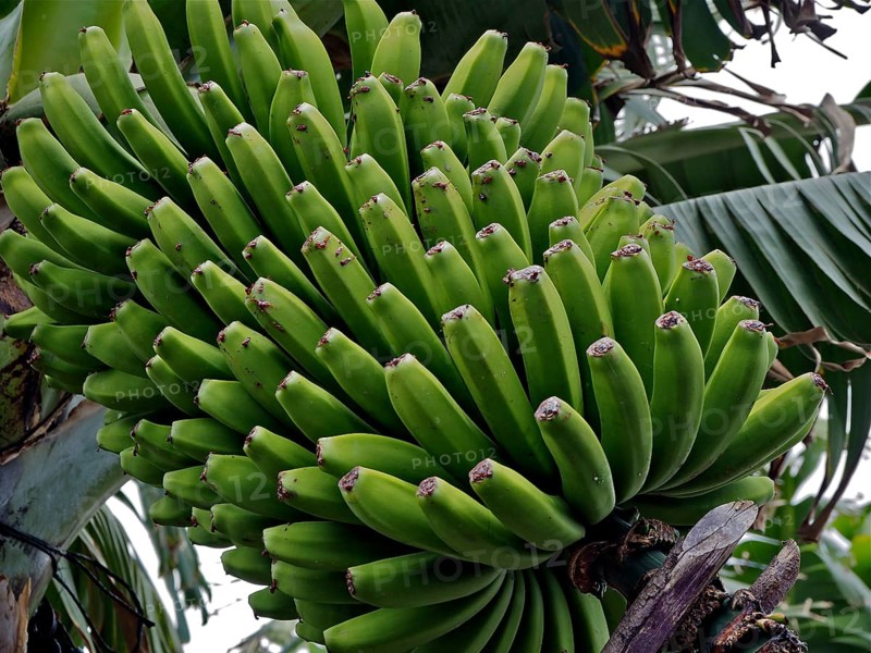 Canary banana (Musa acuminata colla)