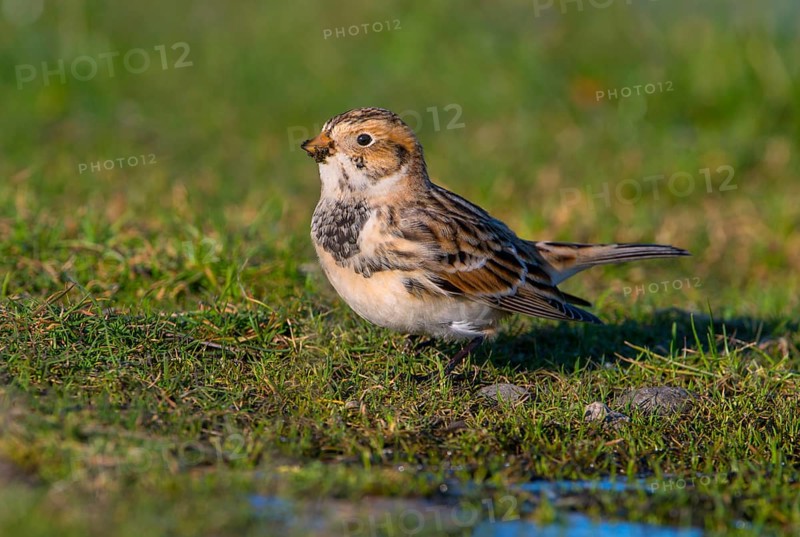Lapland Longspur Winter Plumage (Calcarius lapponicus) - Victoria BC, Canada