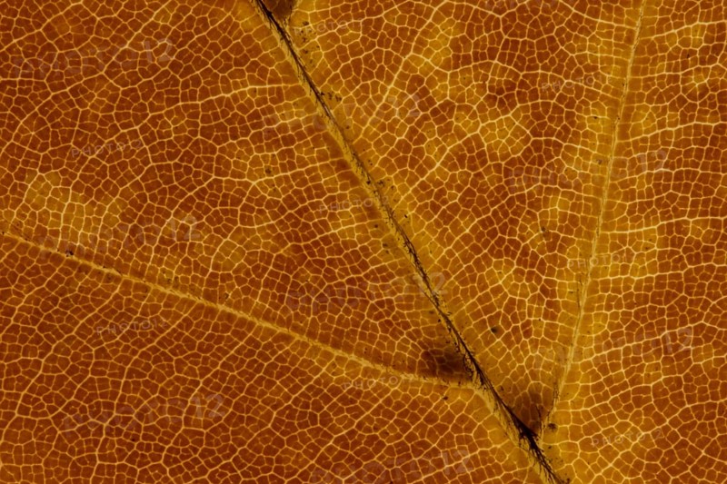 Common beech tree (Fagus sylvatica) close up of a single autumn colour leaf, England, United Kingdom
