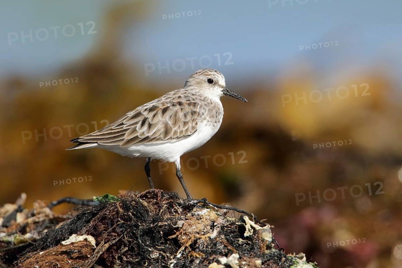 Red-necked Stint (Calidris ruficollis), Victoria, Australia