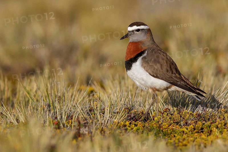 Rufous-chested Dotterel (Charadrius modestus) perched on the ground in Chile