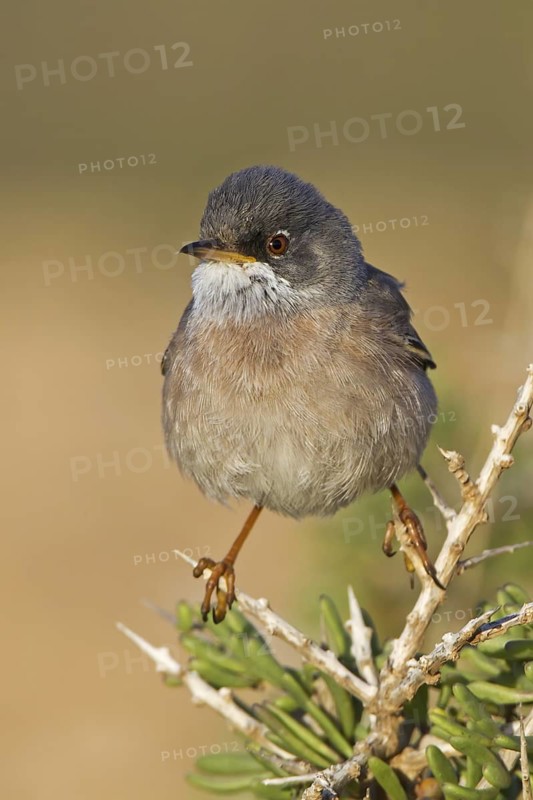 Spectacled Warbler (Sylvia conspicillata) male, Spain