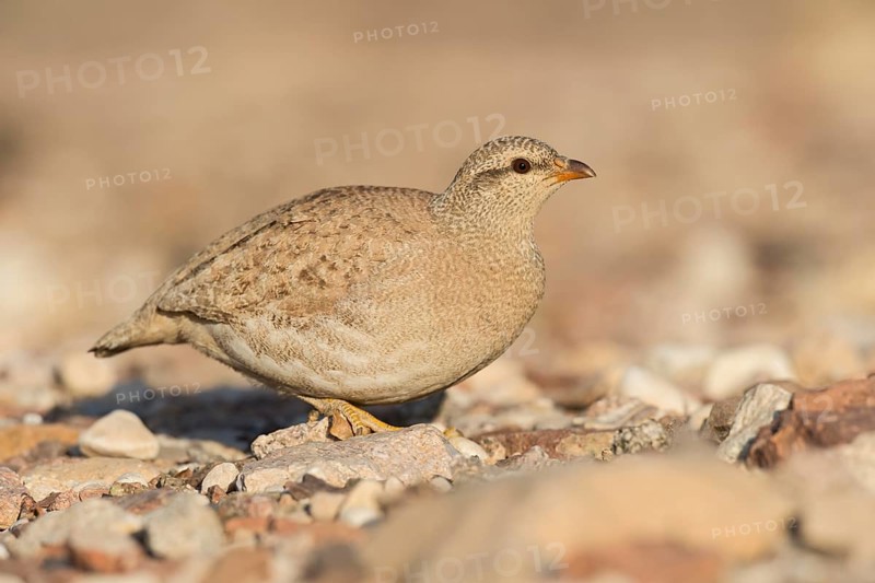 Sand Partridge (Ammoperdix heyi) female, Eilat, Israel