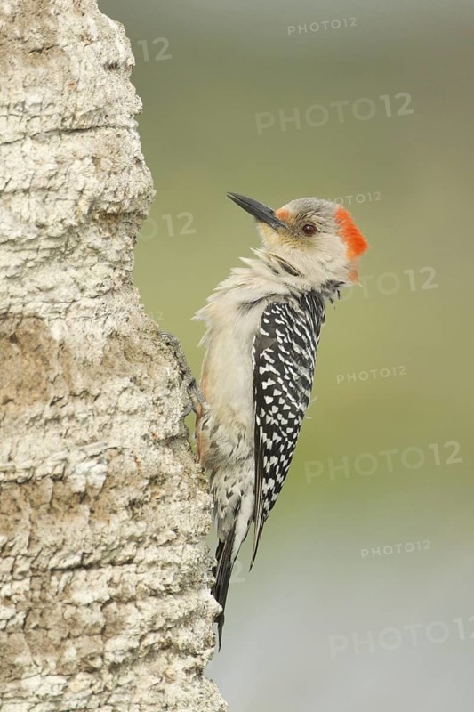 Red-bellied Woodpecker (Melanerpes carolinus) female climbing up tree, Florida, USA