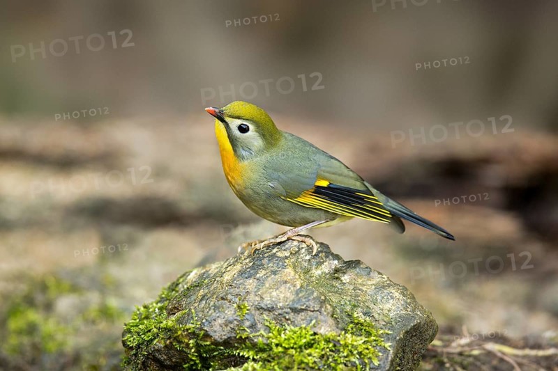 Red-billed Leiothrix (Leiothrix lutea), Yunnan, China