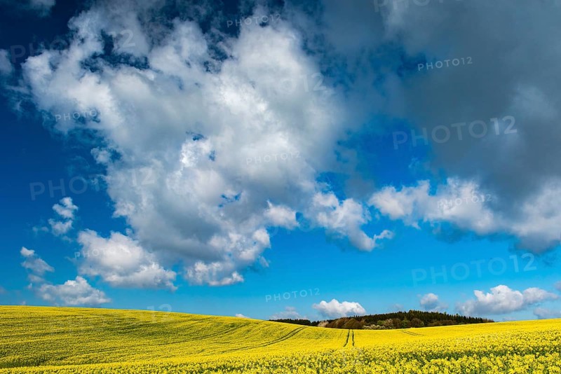 Rape field with blue sky and clouds, Rügen, Bergen, Mecklenburg-Western Pomerania, Germany
