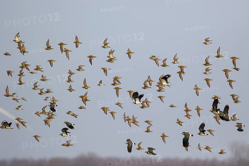 Golden Plover & Northern Lapwing (Pluvalis apricaria & Vanellus vanellus) flock flying, Netherlands
