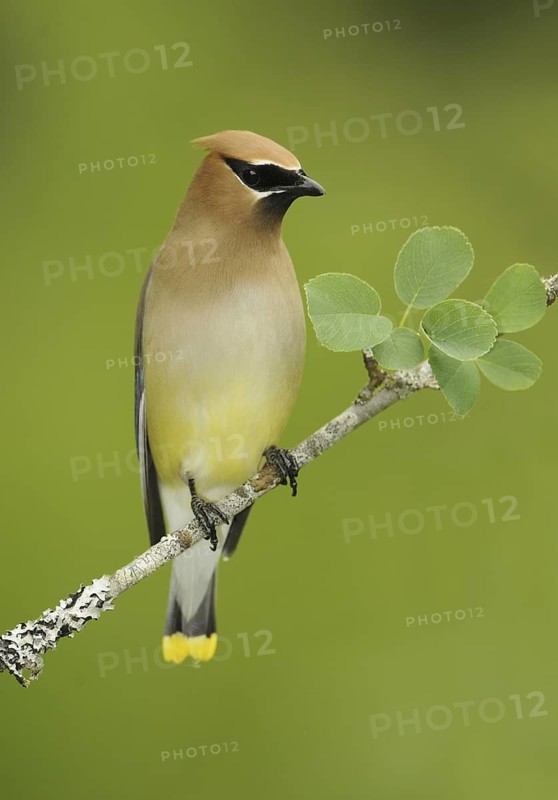 Cedar Waxwing (Bombycilla cedrorum), British Columbia, Canada