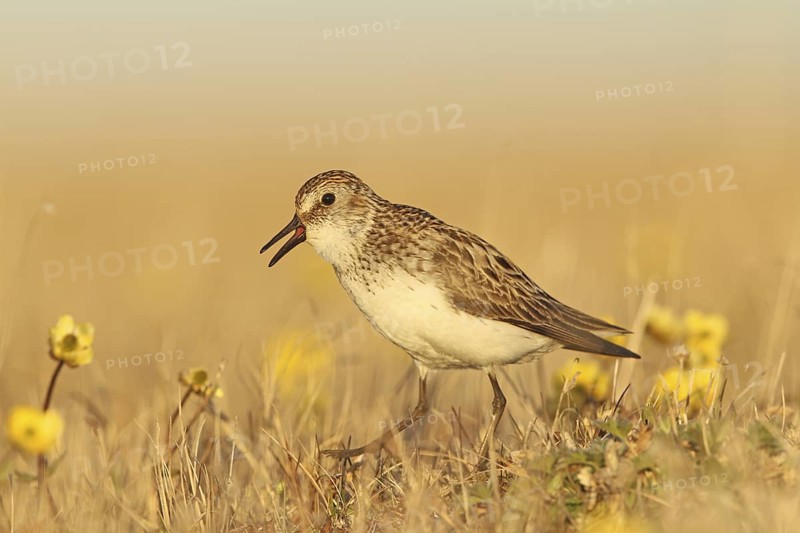 Semipalmated Sandpiper (Calidris pusilla) male, Alaska, USA
