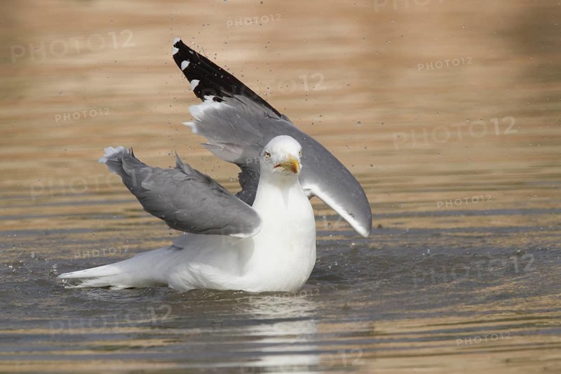 Yellow-legged Gull (Larus michahellis) bathing, Morocco