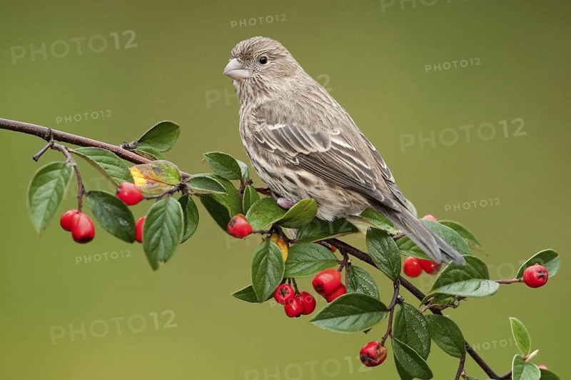 House Finch (Haemorhous mexicanus) female, Arizona, USA