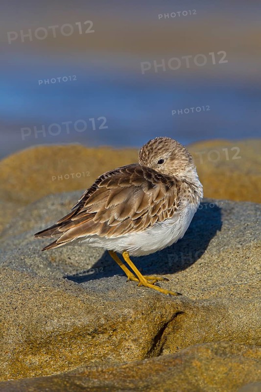 Least Sandpiper (Calidris minutilla), California, USA