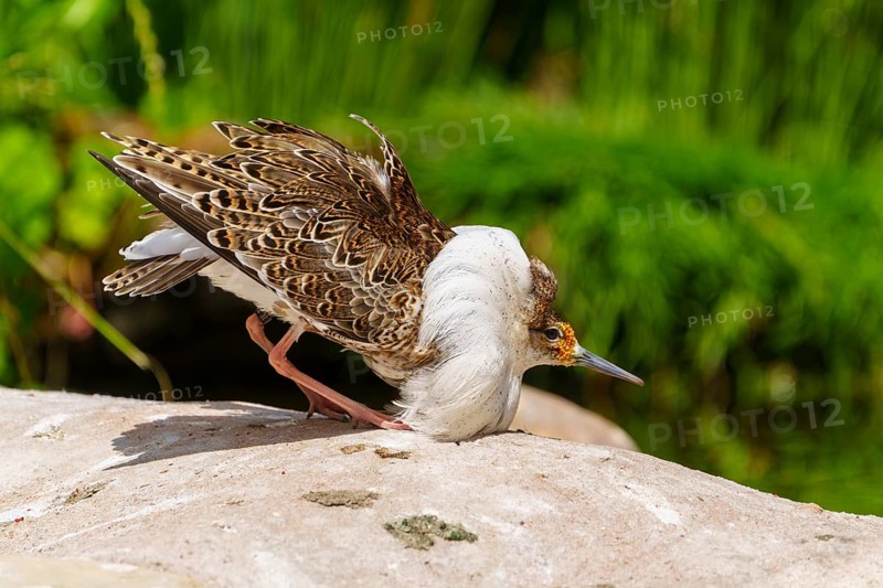 Bird with upright head on a stone in nature, ruff (Calidris pugnax, Syn.: Philomachus pugnax), courtship display, France