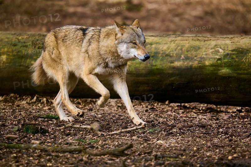 A wolf runs through the forest, past a large tree trunk, Wolf (Canis lupus), Germany