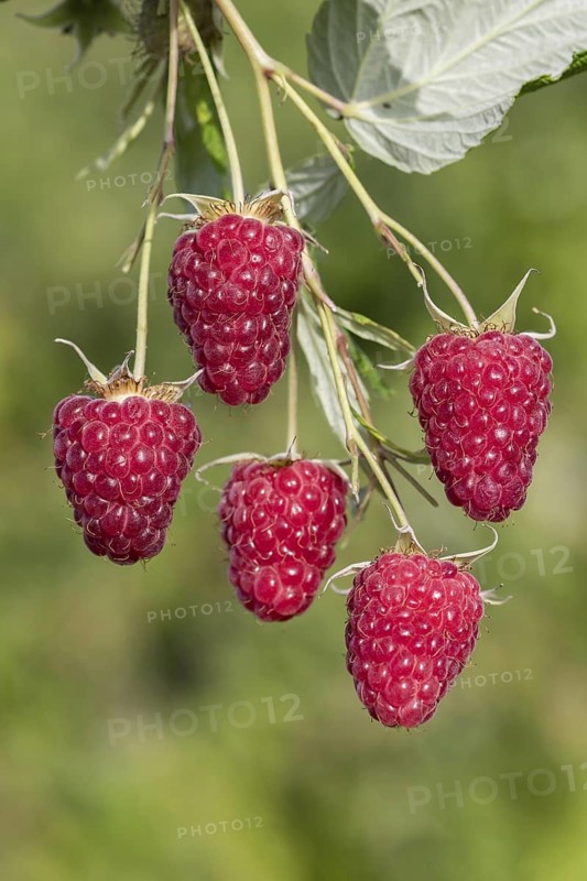 Autumn raspberry (Rubus idaeus 'Malling Happy'), BS Sämann, Germany