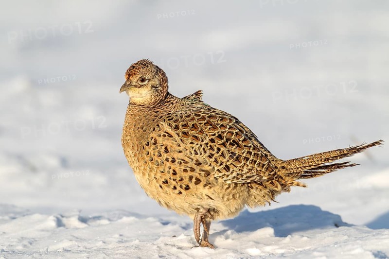 With a closed snow cover it is difficult for the pheasant hen (Phasianus colchicus) to find food, therefore intact hedges and bushes are of great importance, winter, snow, cold, December, Germany
