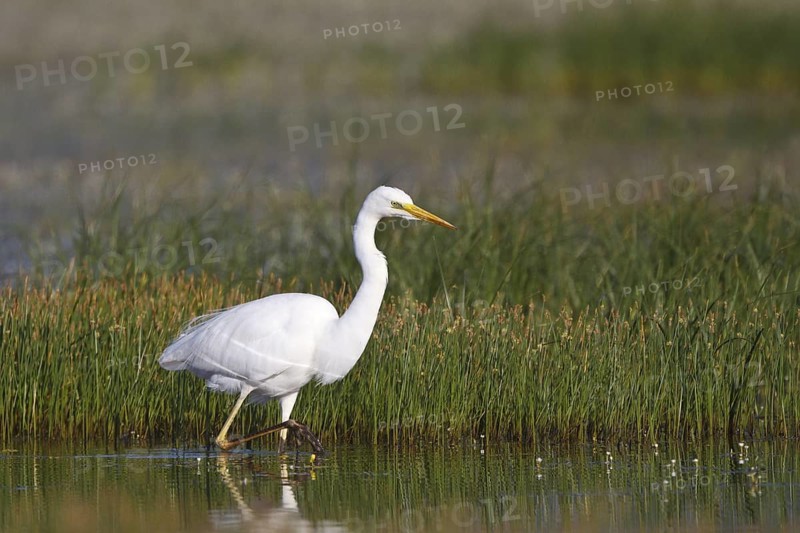 Great Egret (Ardea alba) foraging, Greece