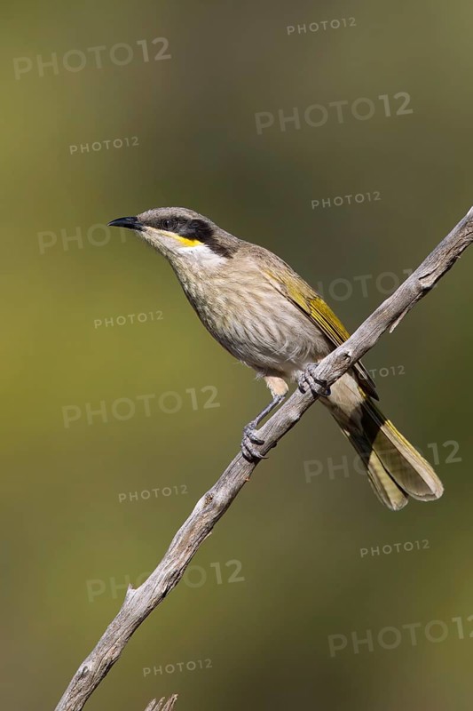 Singing Honeyeater (Gavicalis virescens), Victoria, Australia