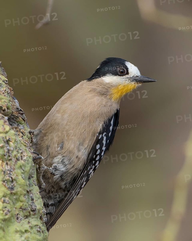 White-fronted Woodpecker (Melanerpes cactorum), Bolivia