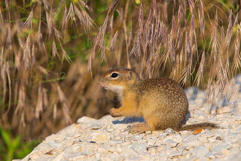 European ground squirrel, (Spermophilus citellus), Plain squirrel, Animals, Mammals, Eurasian red squirrel genus, Muselievo, Muselievo, Pleven, Bulgaria